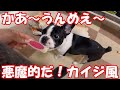 フレンチブルドッグが大好きなハーツ (Hartz) デンタル ボーン 犬が噛むおもちゃ フレブルにおすすめです！