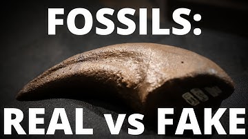 How to tell if a fossil is real or "fake" (replica).