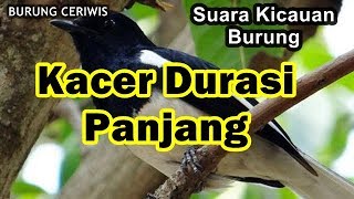 Suara Kicauan Burung Kacer Gacor  Durasi Panjang Tanpa Henti Cocok Buat Masteran