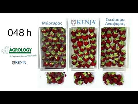 Βίντεο: Έλεγχος της σήψης βοτρύτη φράουλας: Πώς να απαλλαγείτε από τη γκρίζα μούχλα στις φράουλες