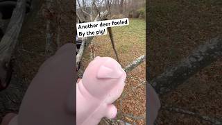 This Pig Works Wonders During Deer Season