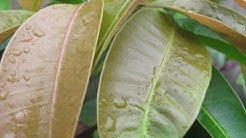 জানুন কচি আম পাতার স্বাস্থ্য উপকারিতা।