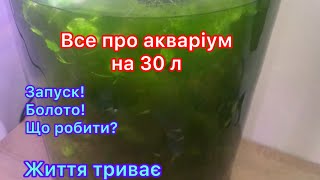 видео: 6. Історія про акваріум 30 л. Запуск! Фільтрація! Болото?! Від запуску +1,2 роки.(04.07.2025обстріл) картинка: 6. Історія про акваріум 30 л. Запуск! Фільтрація! Болото?! Від запуску +1,2 роки.(04.07.2025обстріл)