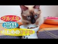 ニュートロワイルドレシピを初めて食べる猫の反応がこちらですw