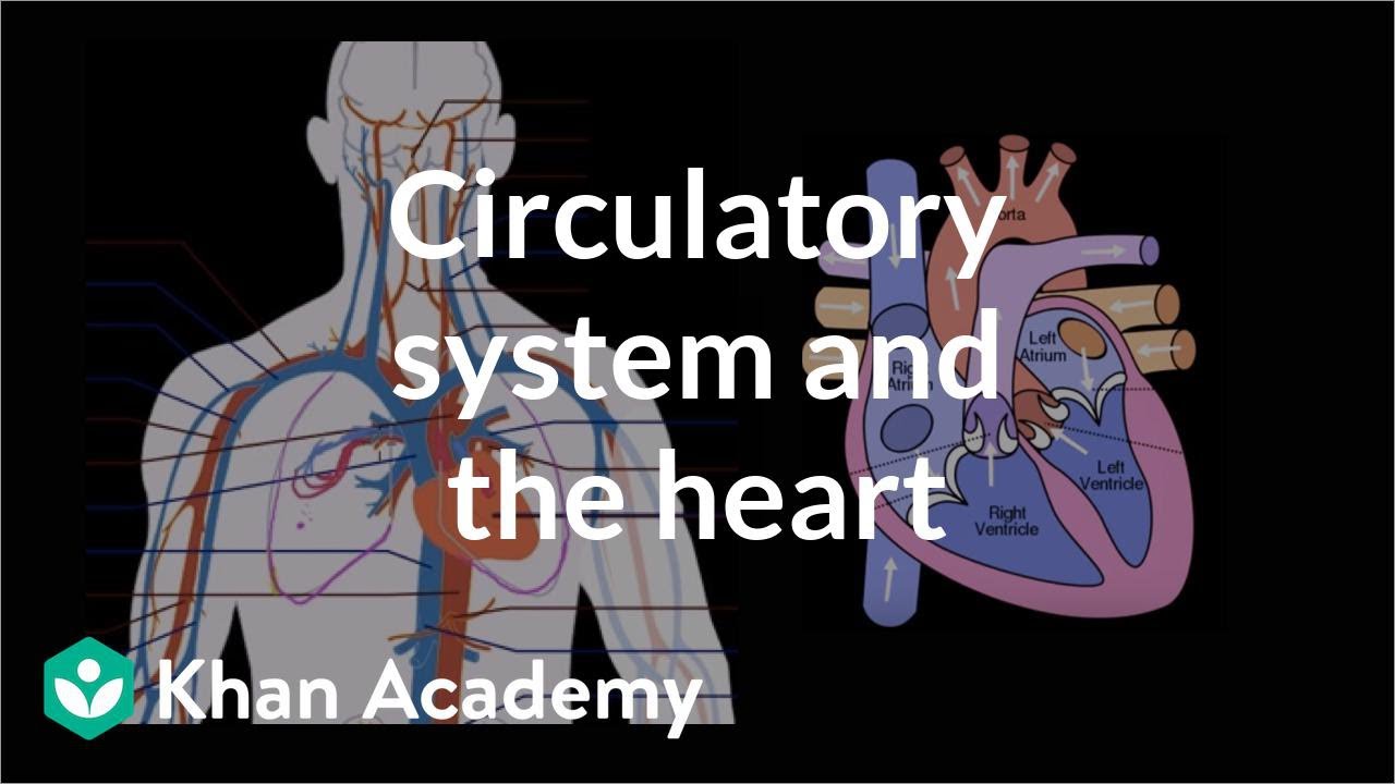 Circulatory System Flow Chart For Kids