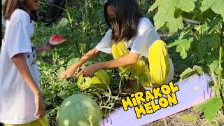 miracle melon