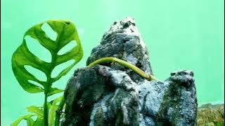 sinematik sholawat #sinematik #shalawat #yaabanaburhan#yamaulana