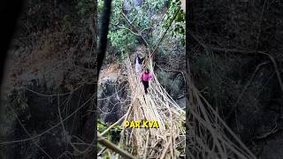 Walking on a 200-YEAR OLD Living Root Bridge #meghalayatourism #travel #india