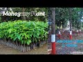 Mahogany Tree In Hindi Mahogany Tree In Hindi
