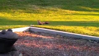 When foxes attack! Or just sit there...