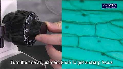 Practical 2.1 Observation with a light microscope