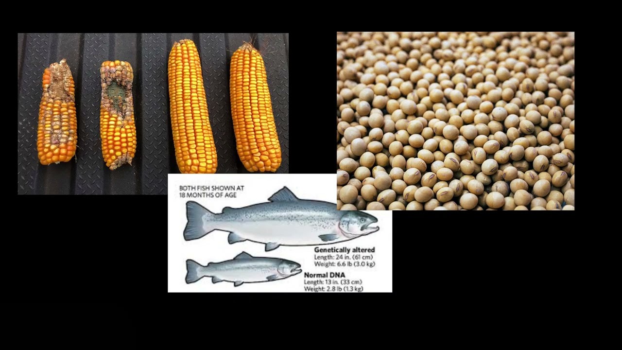 STS GMO Project Part 1