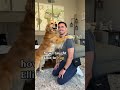Teach Your Dog To Hug Goldenretriever Dog Teach Your Dog To Hug Goldenretriever Dog