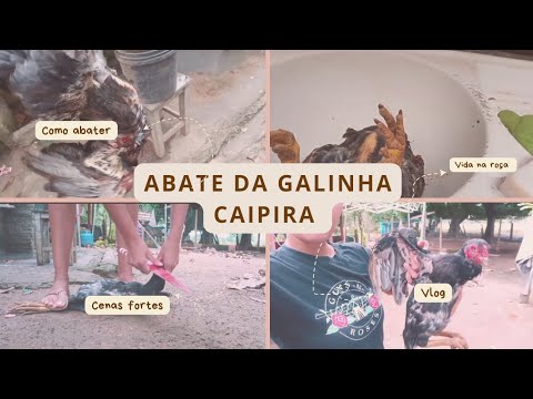 ABATE DE CALINHA CAIPIRA NA ROÇA