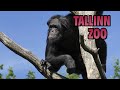 Tallinn Zoo. Таллин Зоо. 2022. H.D.