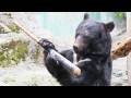 クマのバット回し復活　広島市安佐動物公園 の動画、YouTube動画。
