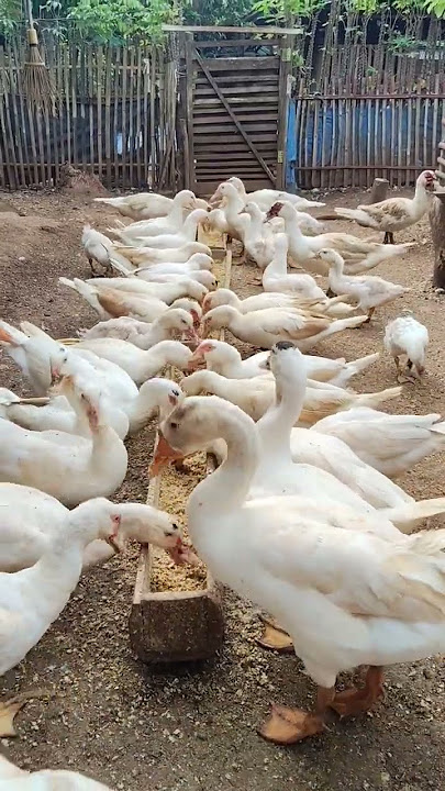 🪿😍🪿🥰🎉 #entok #duck #entokjumbo #animals #wow