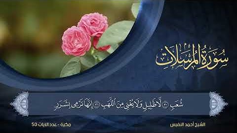 سورة  المرسلات  مكتوبة للشيخ أحمد النفيس / المصحف المرتل كاملا