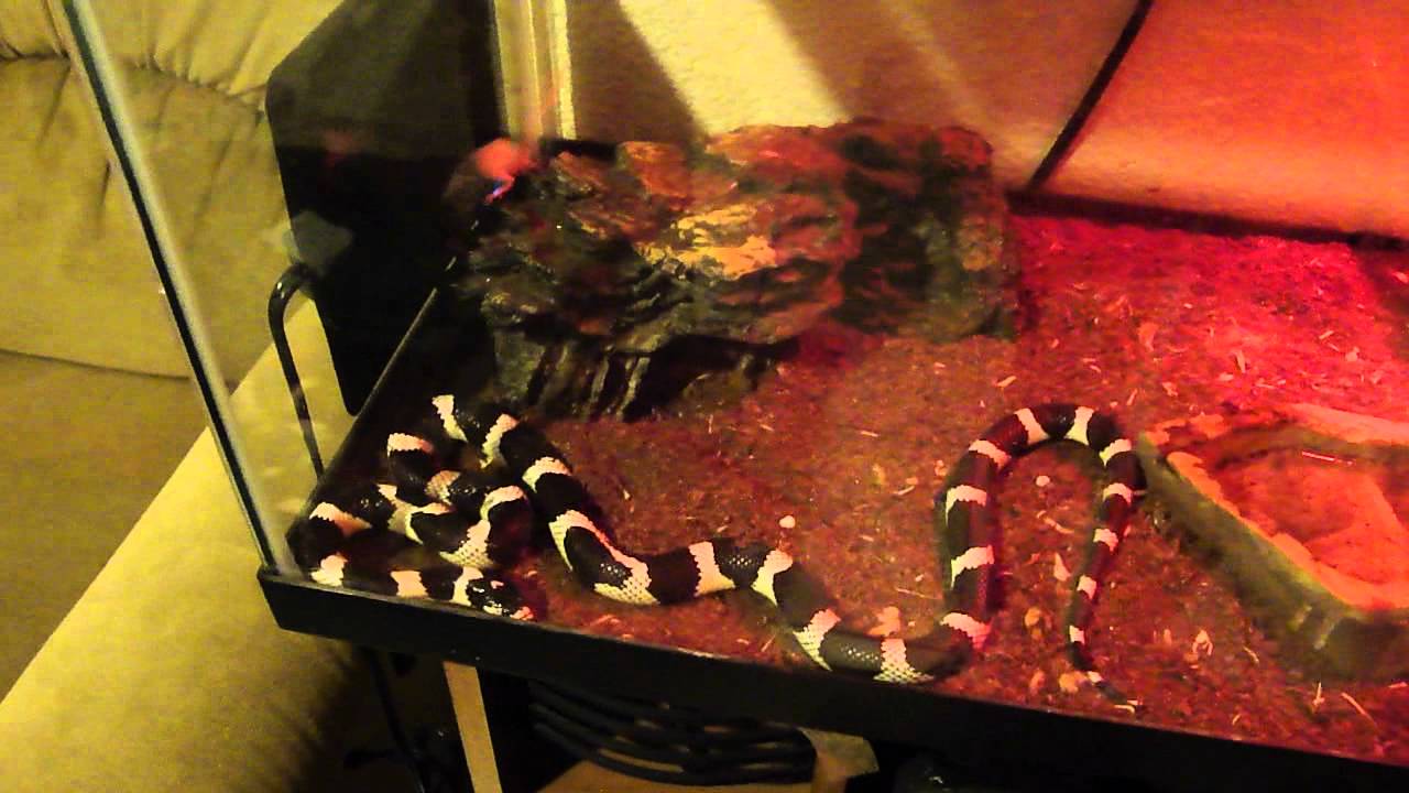 bold mouse rides a snake - YouTube
