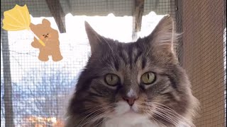 Cats with rain, wind, and birdsong, catio #cat #catvideos #catlover