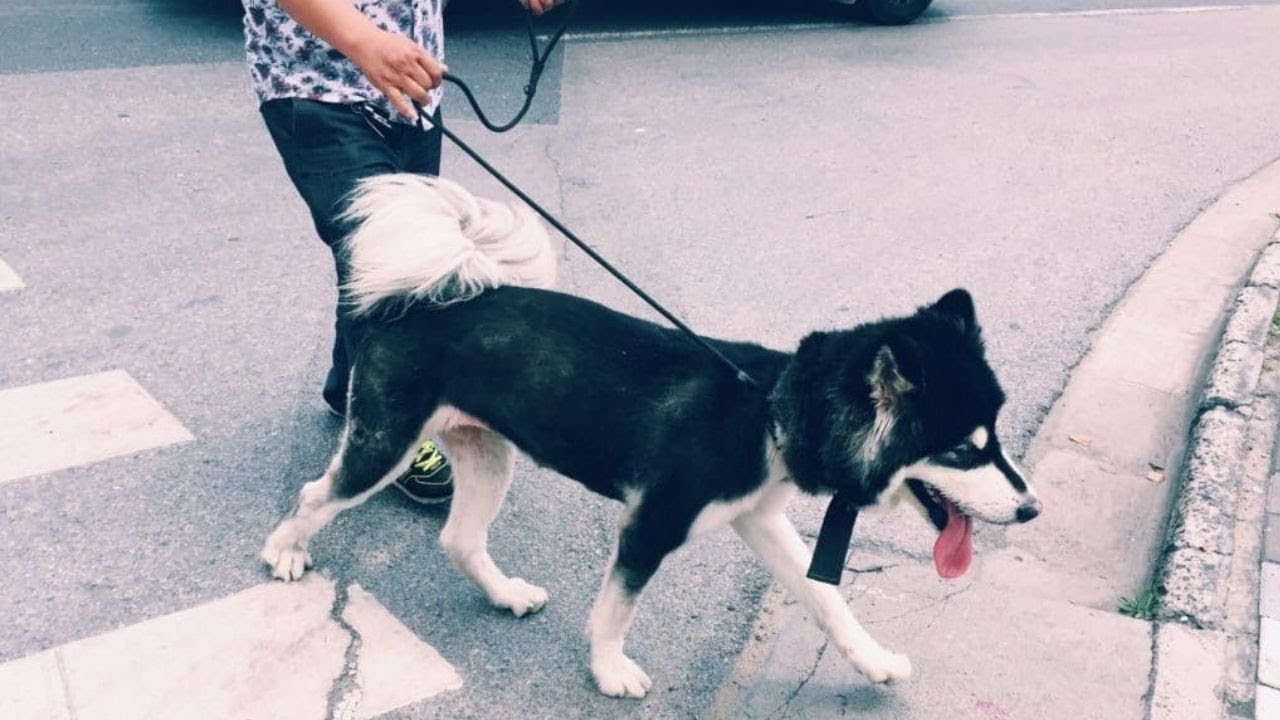 keep dog from pulling while walking