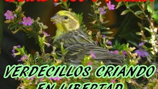 SILVESTRISMO - VERDECILLOS CRIANDO EN LIBERTAD