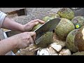 미녀 달인의 코코넛 자르기  / Beauty-Cutting Coconut / Korean street food