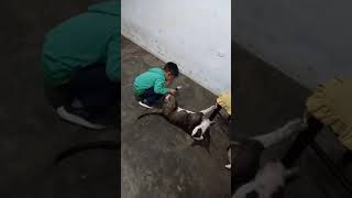 Jiel Y Su Bull Terrier