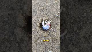 weird Crab Hole