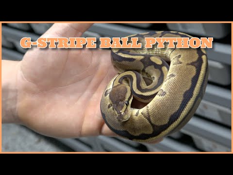 Showcase Saturday! G-stripe Ball Python!