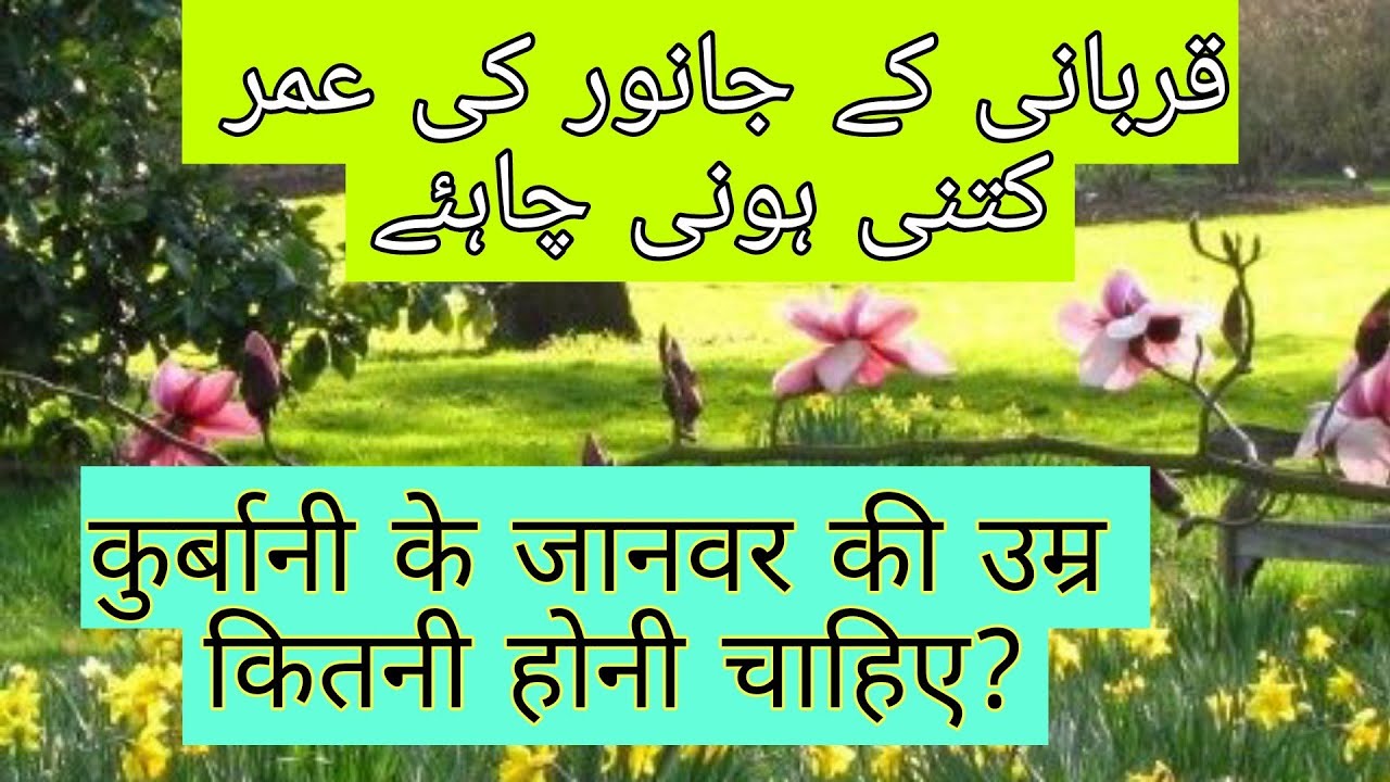 Qurbani ke Janwar ki Umar kitni honi chahiye ? YouTube