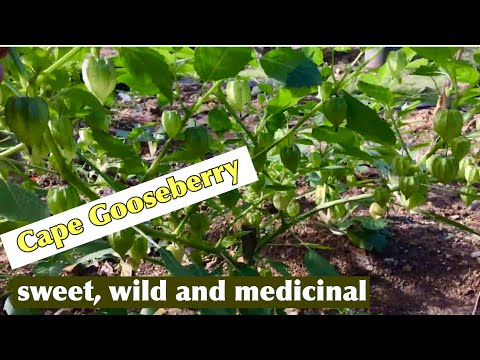 Video: Gooseberry Ng Abyssinian