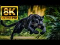 Hunter animals  8k 60fps ultra  with nature sounds colorfully dynamic