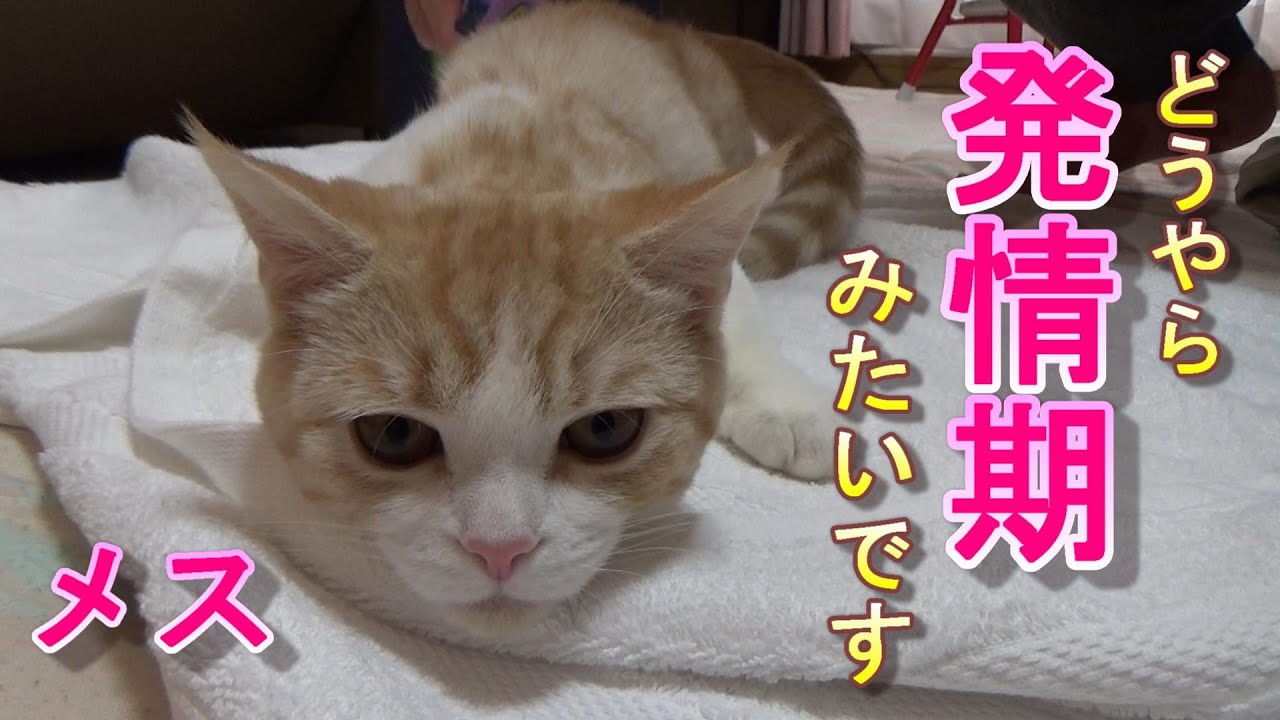 猫 発情 期 鳴き声