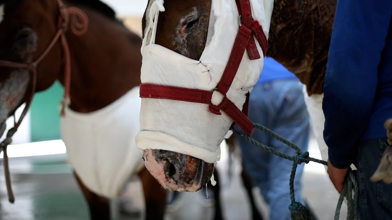 Supporting the animal survivors of the Chilean wildfires