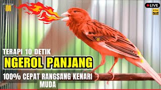 🔴KENARI GACOR ISIAN SULTAN‼️ Ampuh untuk Masteran Kenari Muda dan Terapi Kenari Macet Bunyi