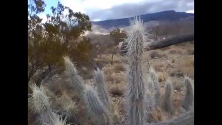 El Arte De La Guerra #3 Euphorbia antisyphilitica