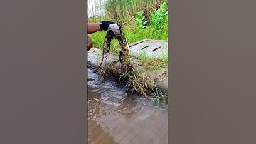 Unclogging Storm Drains #shorts #unclog #satisfying #drain