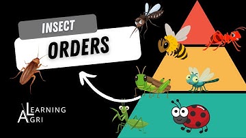 Overview of Insect Orders