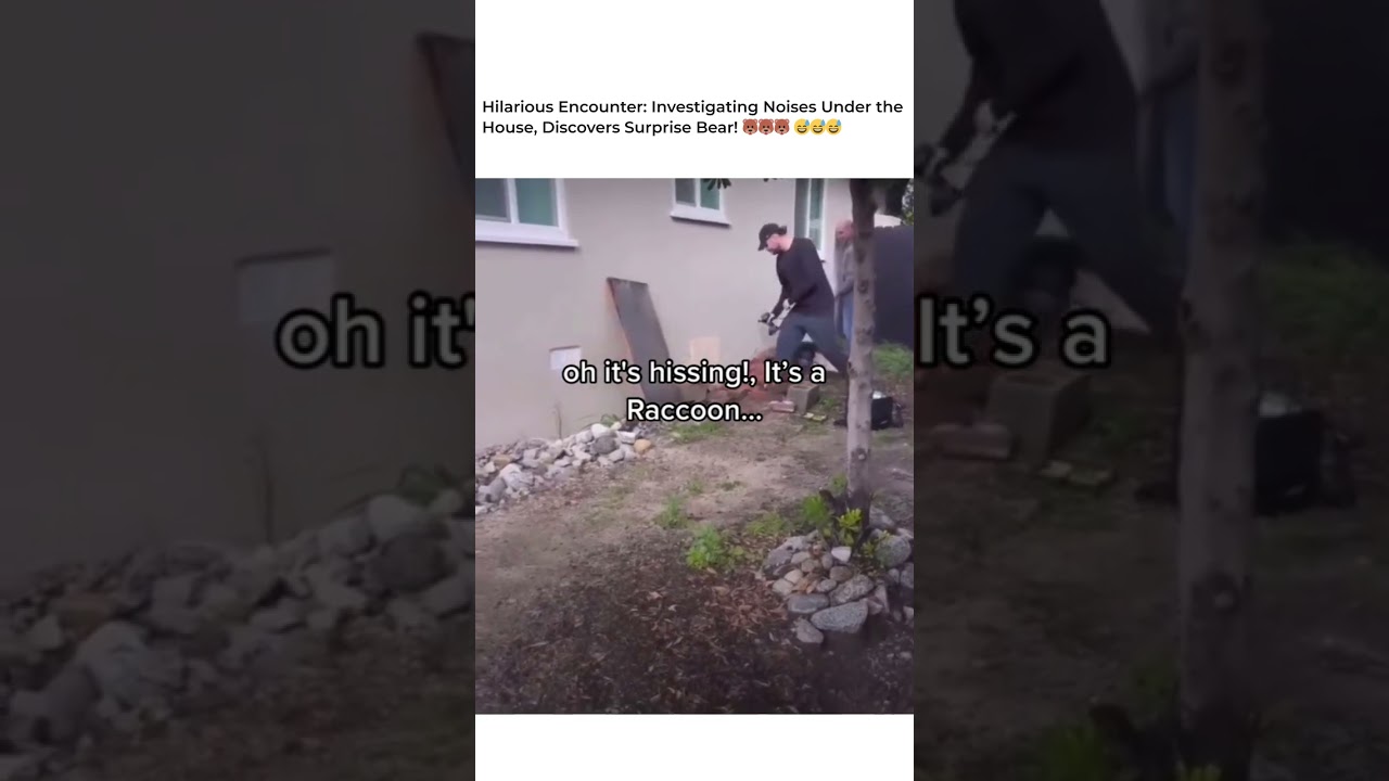 "Hilarious Encounter: Investigating Noises Under the House, Discovers Surprise Bear!"