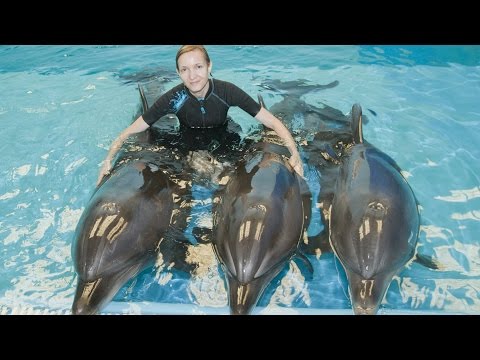 DELFINARIUM W DUBAJU. DUBAI DOLPHINARIUM [FULL HD]