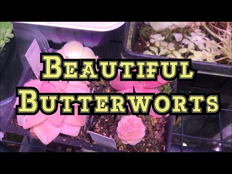 How to Get stunning in your Pingucula Carnivorous Butterworts w/ A MarsHydro LED light