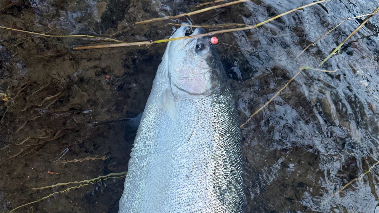 Steelhead fishing (the hunt for giants part 3) low water success 
