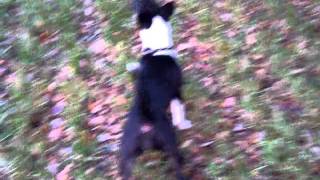 Bullterier Mini Glamour Sunflower Power Kia & Money