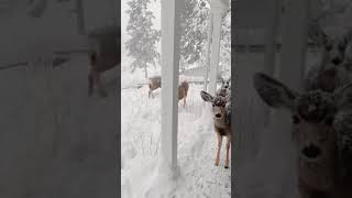 So Cute Snow Animals Tiktok Dearlychristmas