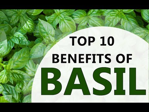 Video: Gaano karaming ground basil ang katumbas ng sariwang dahon ng basil?