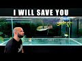 SAVING My Fish From KILLER Parasites!!