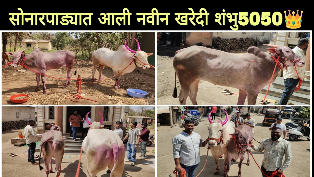 सोनारपाड्याची नवीन खरेदी शंभु 5050 | सोन्याच्या दावणीला आला नवीन हत्यार | 