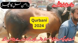 Multan Cow Mandi New Updates (Insan k Qadd Sy Bhi Bara Janwar ) Daikh Kar Heraan Ho jao Gay