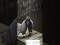 لا تكثرا لومي